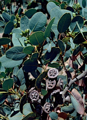 APII jpeg image of Eucalyptus preissiana subsp. lobata  © contact APII