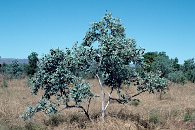 APII jpeg image of Eucalyptus pruinosa subsp. tenuata  © contact APII