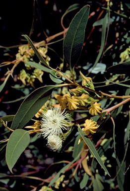 APII jpeg image of Eucalyptus pterocarpa  © contact APII