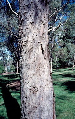 APII jpeg image of Eucalyptus radiata subsp. radiata  © contact APII
