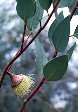 APII jpeg image of Eucalyptus rameliana  © contact APII