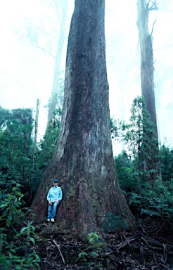 APII jpeg image of Eucalyptus regnans  © contact APII