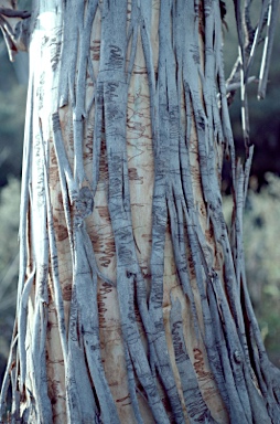 APII jpeg image of Eucalyptus rossii  © contact APII
