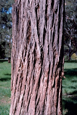 APII jpeg image of Eucalyptus resinifera  © contact APII