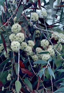 APII jpeg image of Eucalyptus risdonii  © contact APII