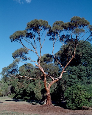 APII jpeg image of Eucalyptus sargentii subsp. sargentii  © contact APII