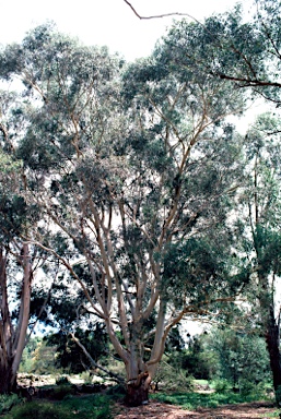 APII jpeg image of Eucalyptus scoparia  © contact APII