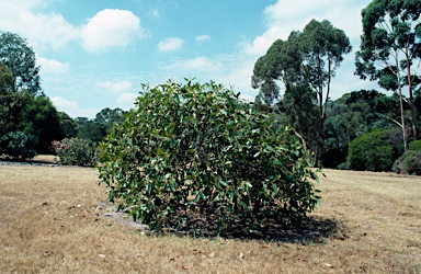 APII jpeg image of Eucalyptus serraensis  © contact APII