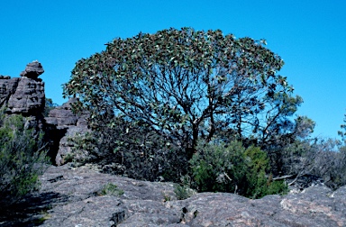 APII jpeg image of Eucalyptus serraensis  © contact APII