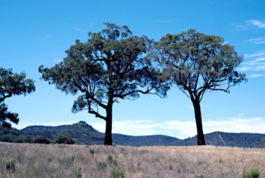 APII jpeg image of Eucalyptus sideroxylon  © contact APII