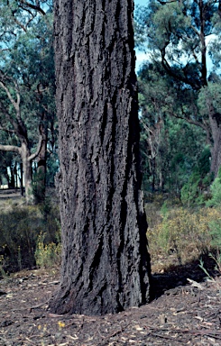 APII jpeg image of Eucalyptus sideroxylon  © contact APII