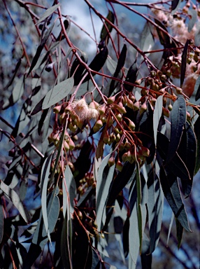 APII jpeg image of Eucalyptus sideroxylon  © contact APII