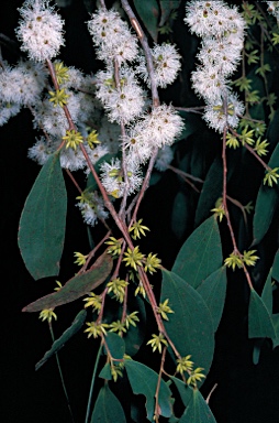 APII jpeg image of Eucalyptus stellulata  © contact APII