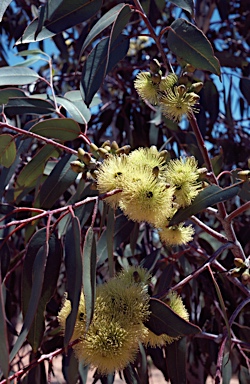 APII jpeg image of Eucalyptus stricklandii  © contact APII