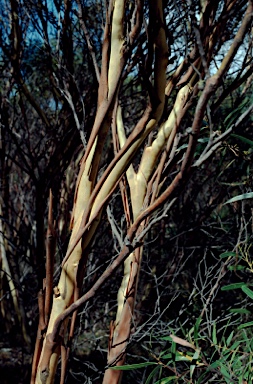 APII jpeg image of Eucalyptus stricta  © contact APII