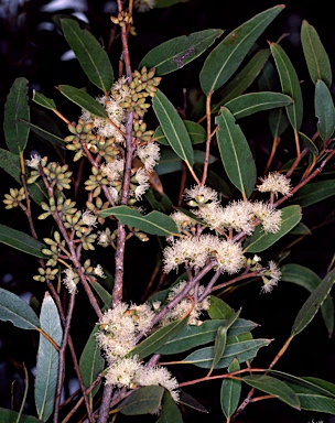 APII jpeg image of Eucalyptus tenella  © contact APII