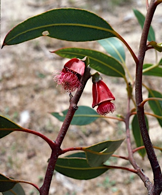 APII jpeg image of Eucalyptus tetraptera  © contact APII