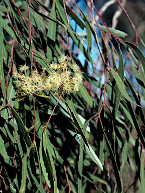 APII jpeg image of Eucalyptus thozetiana  © contact APII