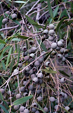 APII jpeg image of Eucalyptus todtiana  © contact APII