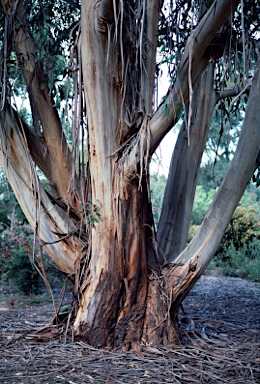 APII jpeg image of Eucalyptus triflora  © contact APII