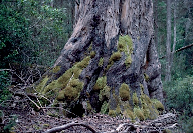 APII jpeg image of Eucalyptus urnigera  © contact APII