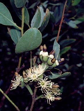 APII jpeg image of Eucalyptus utilis  © contact APII