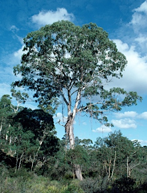 APII jpeg image of Eucalyptus viminalis  © contact APII