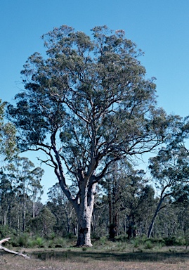 APII jpeg image of Eucalyptus wandoo  © contact APII