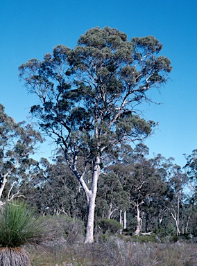 APII jpeg image of Eucalyptus wandoo  © contact APII
