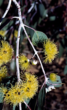 APII jpeg image of Eucalyptus woodwardii  © contact APII