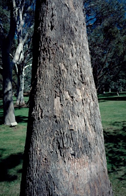 APII jpeg image of Eucalyptus yarraensis  © contact APII
