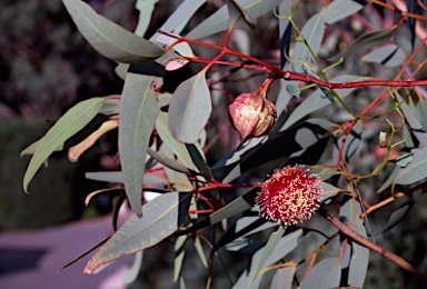 APII jpeg image of Eucalyptus youngiana  © contact APII