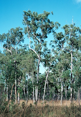 APII jpeg image of Corymbia nesophila  © contact APII