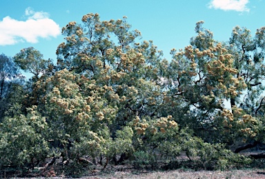 APII jpeg image of Corymbia terminalis  © contact APII