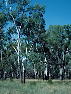 APII jpeg image of Corymbia tessellaris  © contact APII