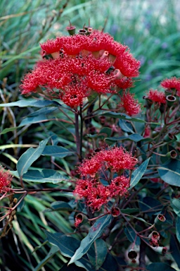APII jpeg image of Corymbia ficifolia 'Wildfire'  © contact APII