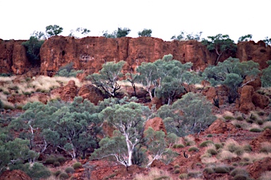 APII jpeg image of Eucalyptus leucophloia  © contact APII