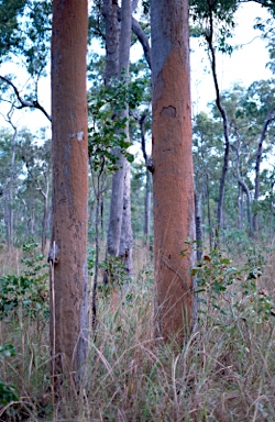APII jpeg image of Eucalyptus tetrodonta  © contact APII