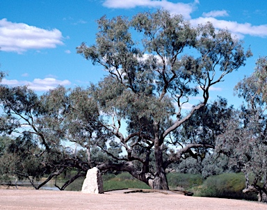 APII jpeg image of Eucalyptus coolabah  © contact APII