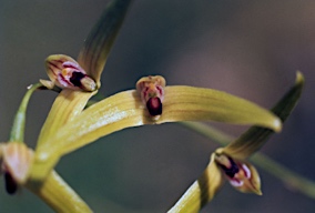 APII jpeg image of Bulbophyllum elisae  © contact APII