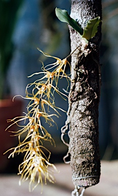 APII jpeg image of Rhinerrhiza divitiflora  © contact APII