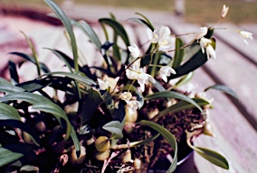 APII jpeg image of Bulbophyllum newportii  © contact APII