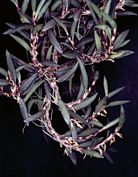 APII jpeg image of Bulbophyllum gadgarrense  © contact APII