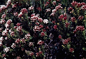 APII jpeg image of Ozothamnus alpinus  © contact APII