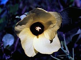 APII jpeg image of Hibiscus tiliaceus  © contact APII