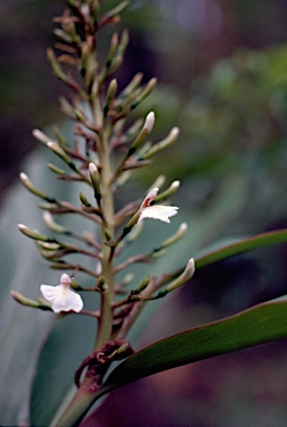 APII jpeg image of Alpinia caerulea  © contact APII