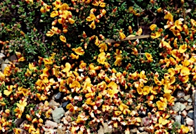 APII jpeg image of Pultenaea pedunculata  © contact APII