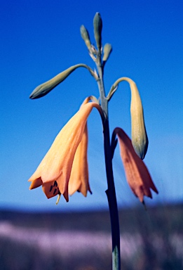 APII jpeg image of Blandfordia grandiflora  © contact APII