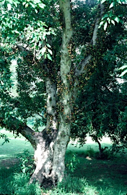 APII jpeg image of Ficus racemosa  © contact APII