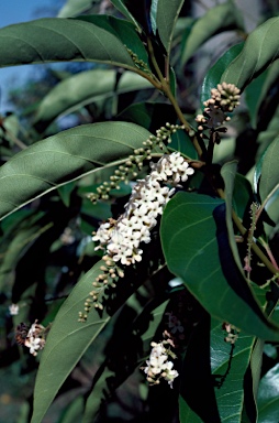 APII jpeg image of Citharexylum spinosum  © contact APII